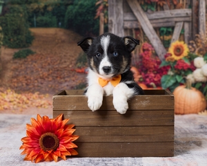 Dustin Pomsky Mix